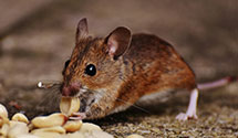 24 Hour & Emergency Exterminators in Rolette, ND